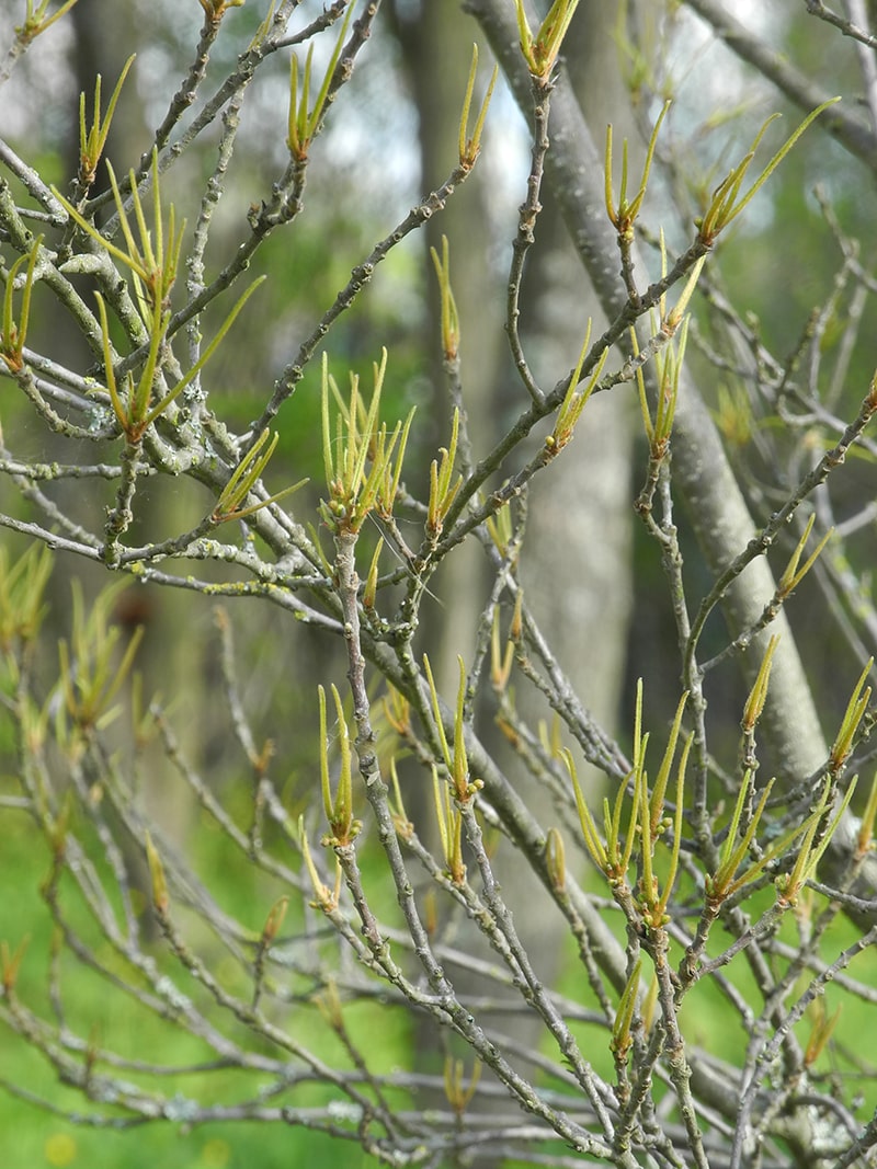 Изображение особи Frangula alnus.