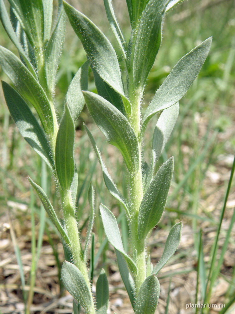 Image of Linaria biebersteinii specimen.