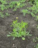 Ranunculus arvensis var. tuberculatus
