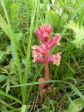 Orobanche alba. Цветущее растение. Украина, Закарпатская обл., Тячевский р-н, с. Усть-Черная, поляна на г. Мокрая. 27.06.2010.