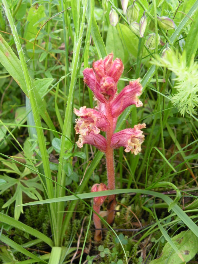 Image of Orobanche alba specimen.