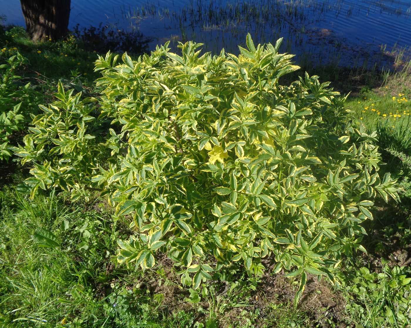 Изображение особи Sambucus nigra.