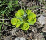 Euphorbia glareosa. Верхушка цветущего растения. Дагестан, Левашинский р-н, окр. с. Леваши, ок. 1400 м н.у.м., луг на склоне. 01.06.2019.