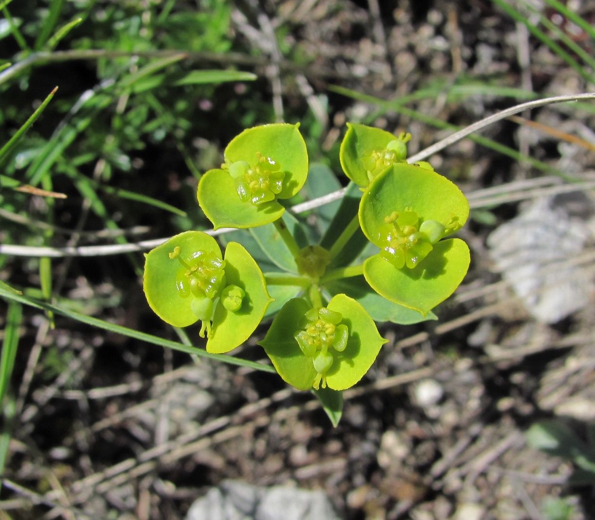 Изображение особи Euphorbia glareosa.