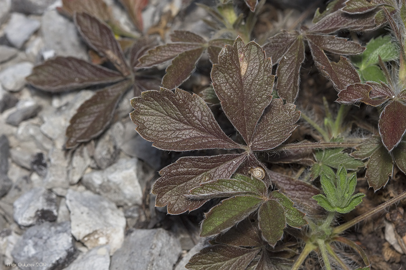 Image of genus Potentilla specimen.