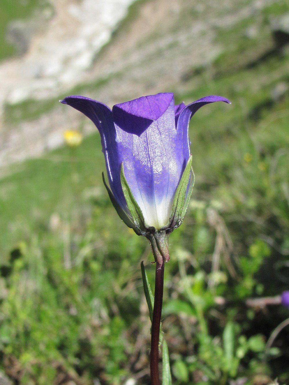 Image of Campanula ciliata specimen.