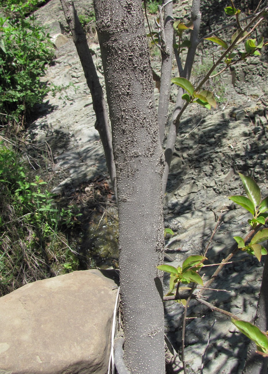 Image of Diospyros lotus specimen.