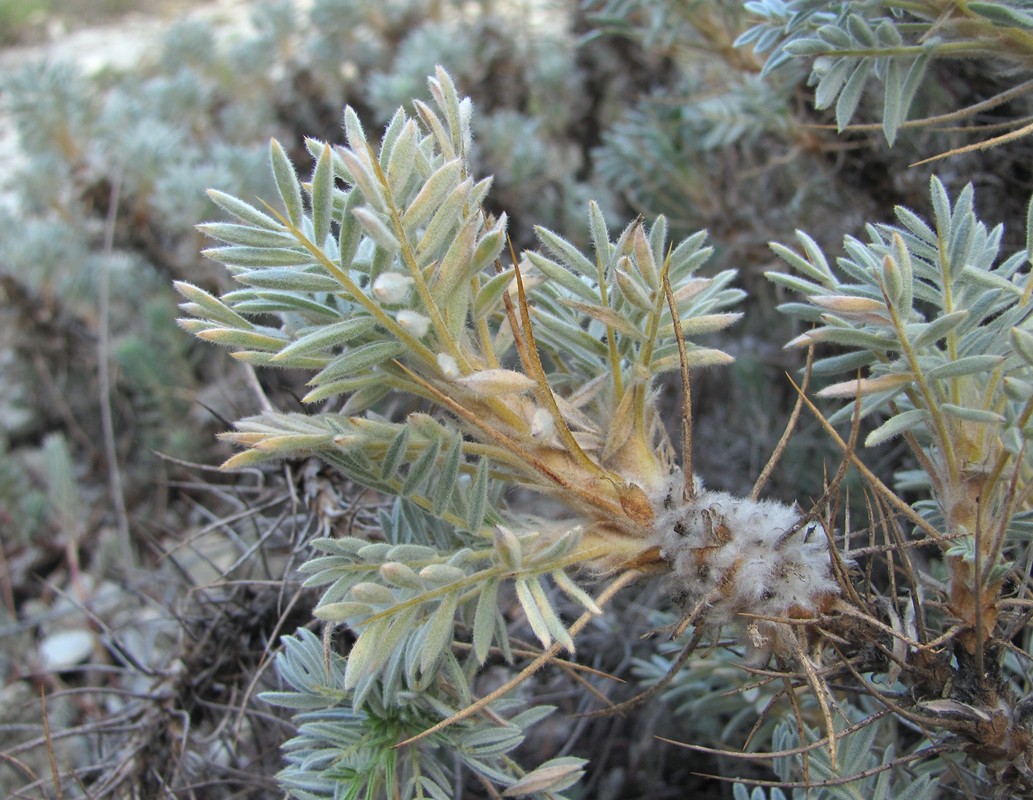 Image of Astragalus arnacanthoides specimen.