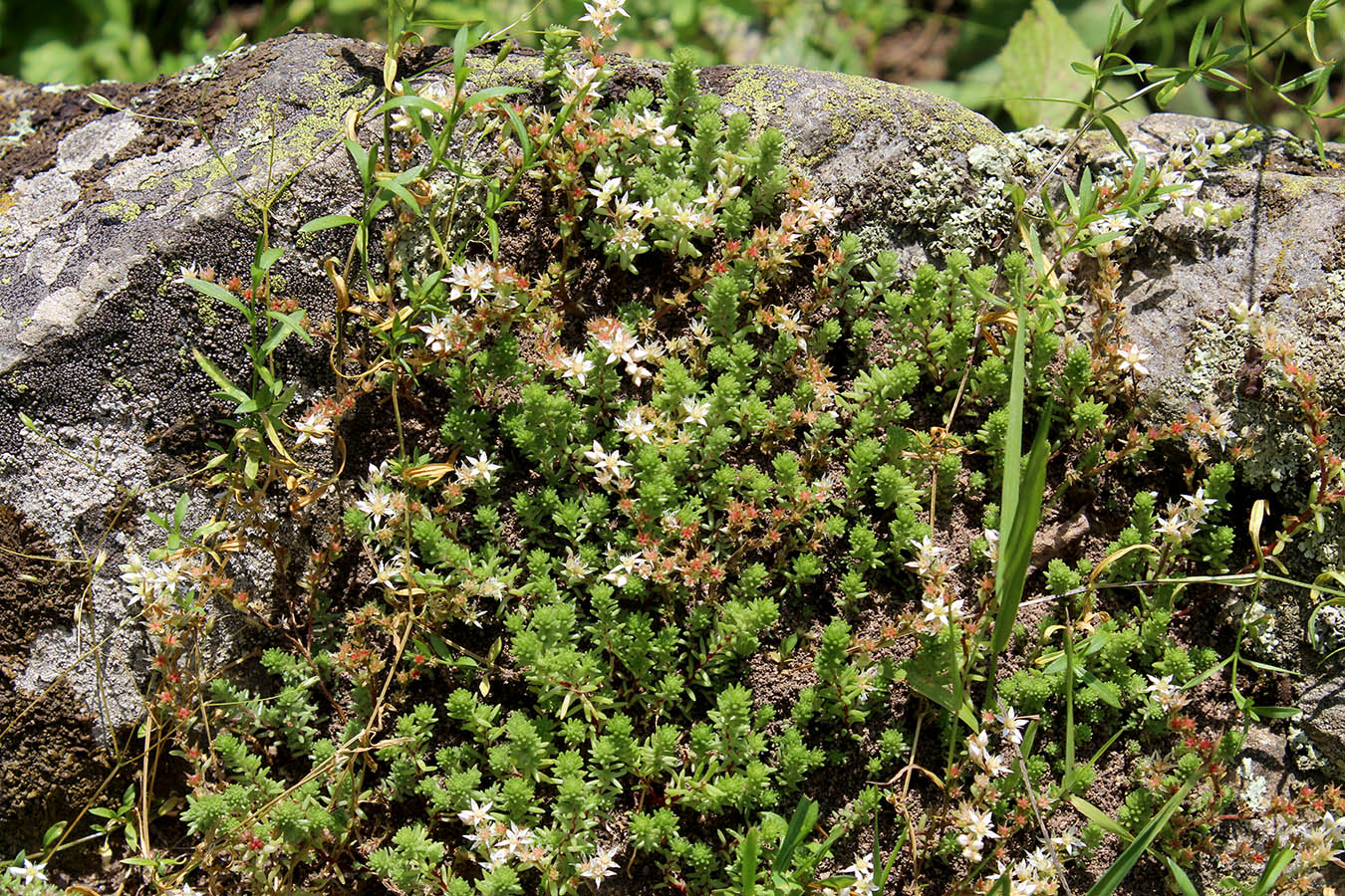 Image of Sedum gracile specimen.