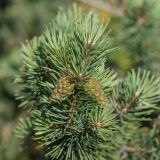 Pinus sylvestris ssp. hamata
