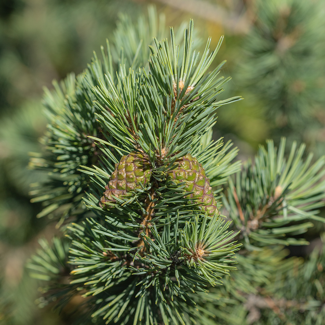 Изображение особи Pinus sylvestris ssp. hamata.