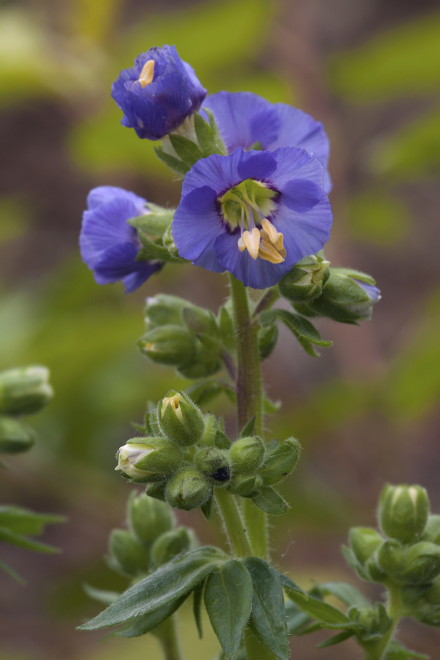 Image of genus Polemonium specimen.