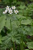 Anemonastrum fasciculatum