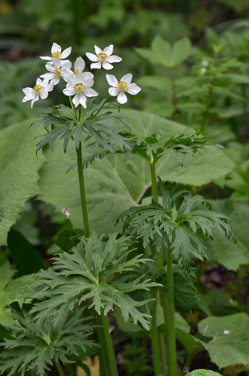 Изображение особи Anemonastrum fasciculatum.