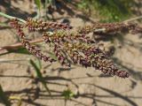 Echinochloa crus-galli