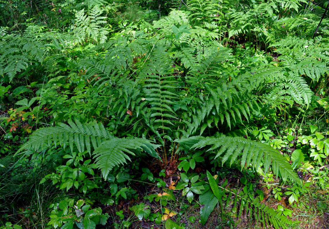 Image of Dryopteris filix-mas specimen.