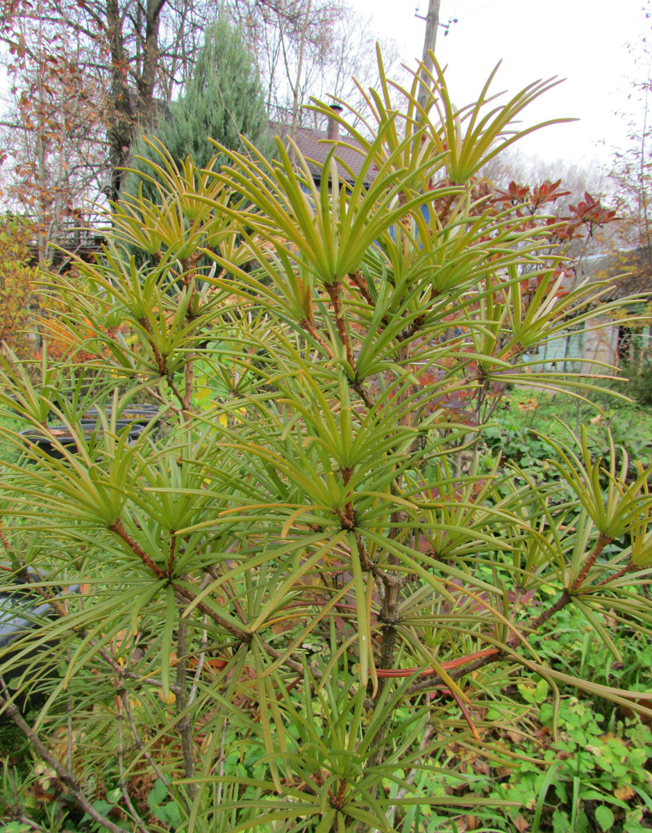 Image of Sciadopitys verticillata specimen.