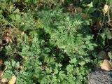 Artemisia vulgaris. Вегетирующее растение. Иркутская обл., окр. Иркутска. 24.09.2019.