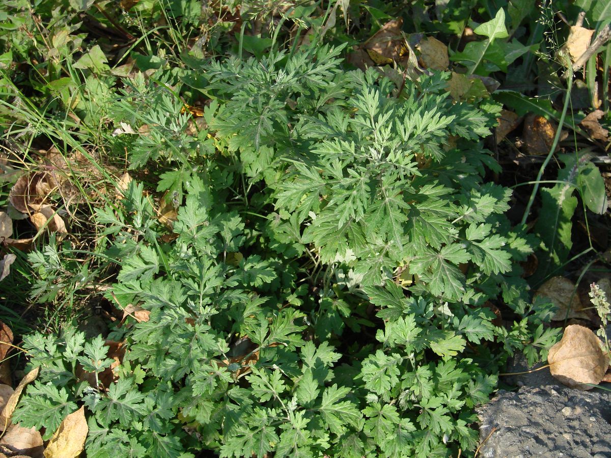 Image of Artemisia vulgaris specimen.