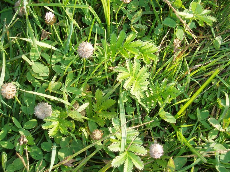 Изображение особи Trifolium fragiferum.