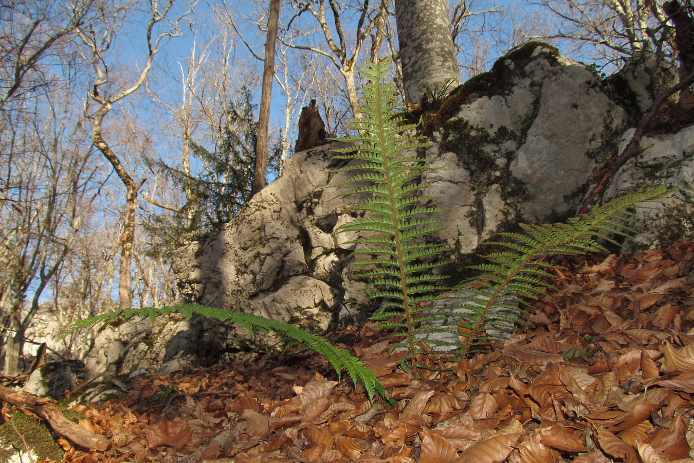 Image of Polystichum aculeatum specimen.