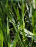 Glyceria notata