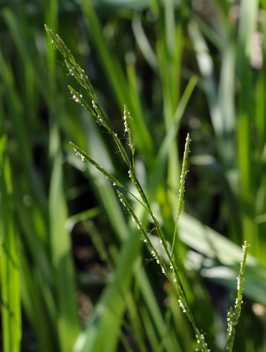 Image of Glyceria notata specimen.