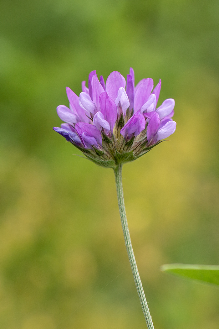 Image of Psoralea bituminosa ssp. pontica specimen.