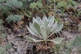 Matthiola odoratissima