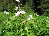 Geranium albiflorum. Верхушка цветущего женского растения. Казахстан, Центральный Алтай, правый берег оз. Рахмановское, 1760 м н.у.м., мокрый луг у опушки кедрача. 26 июня 2019 г.