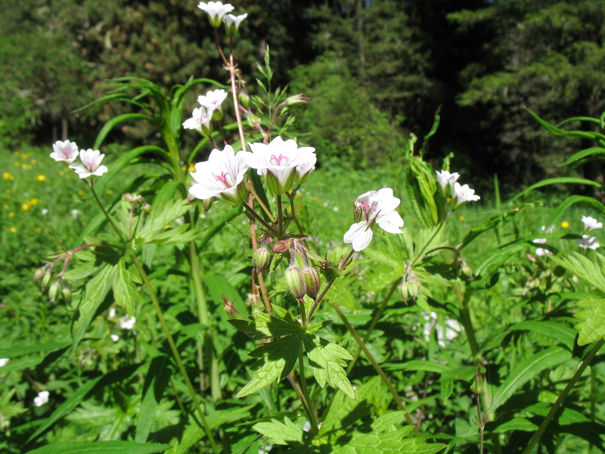 Изображение особи Geranium albiflorum.