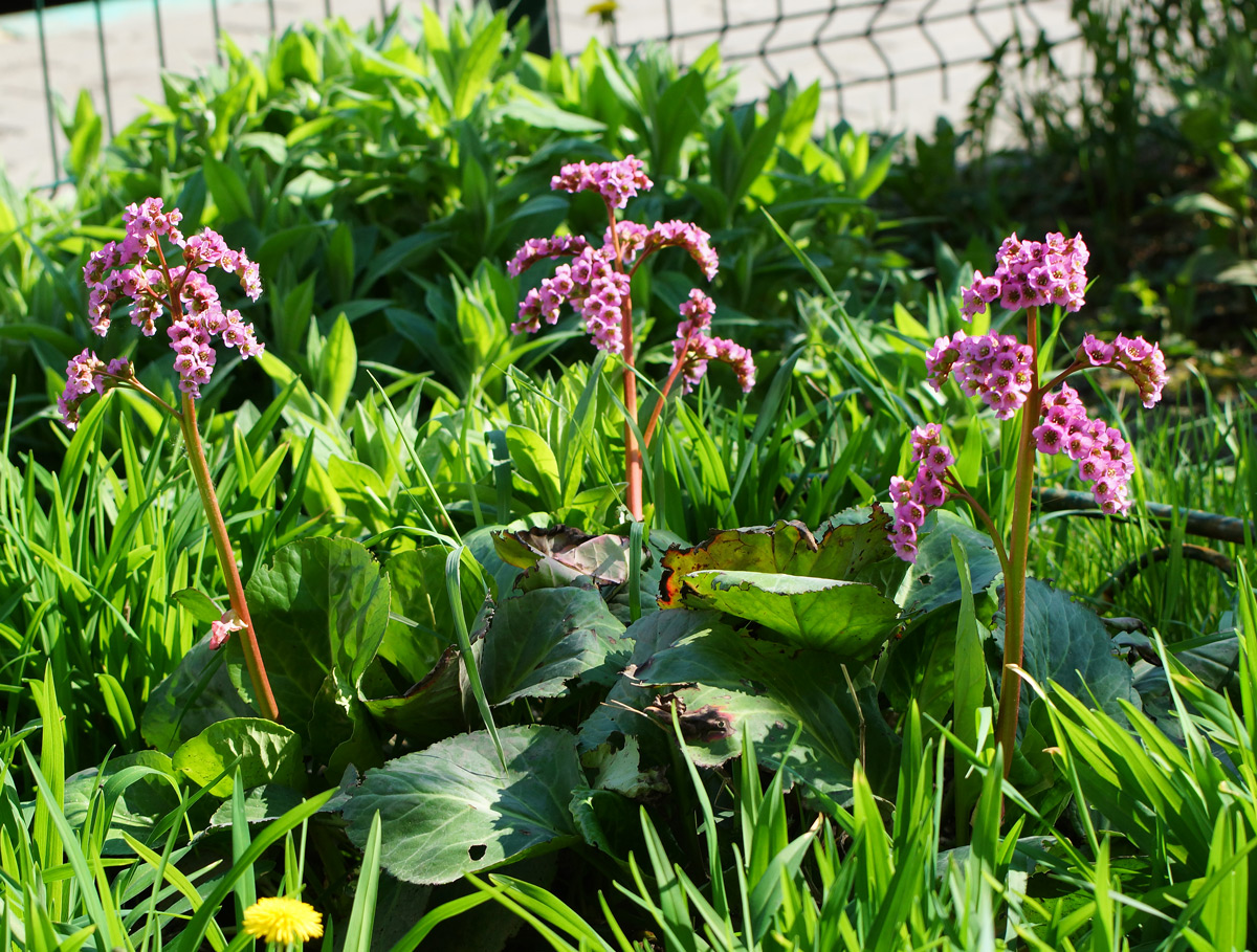 Изображение особи Bergenia crassifolia.