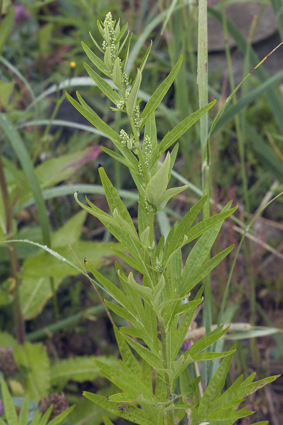 Изображение особи Artemisia montana.