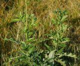 Cirsium setosum