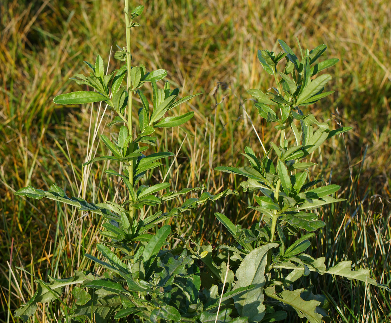 Изображение особи Cirsium setosum.