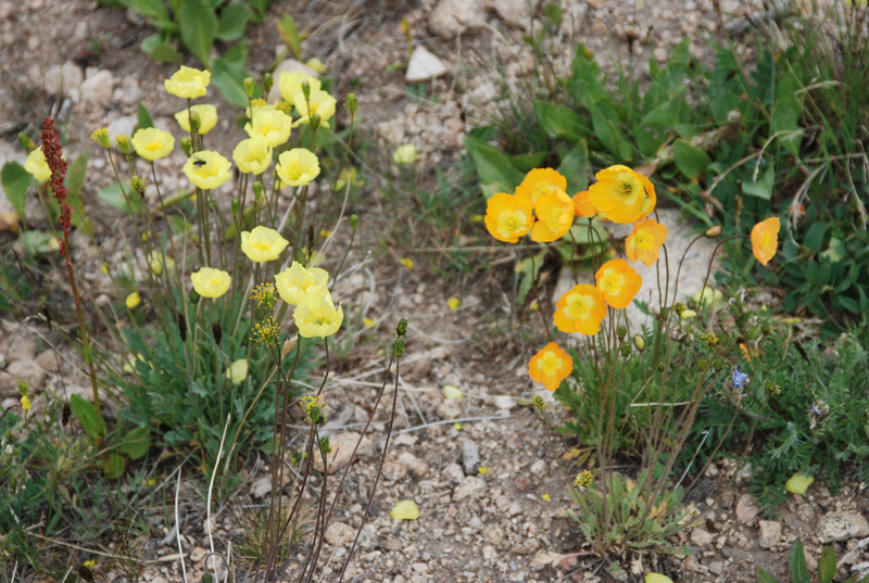 Image of genus Papaver specimen.