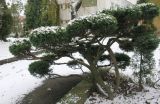 genus Juniperus