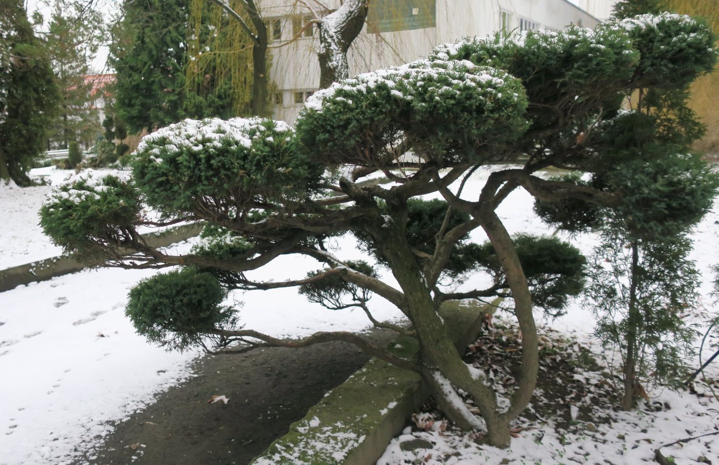 Image of genus Juniperus specimen.