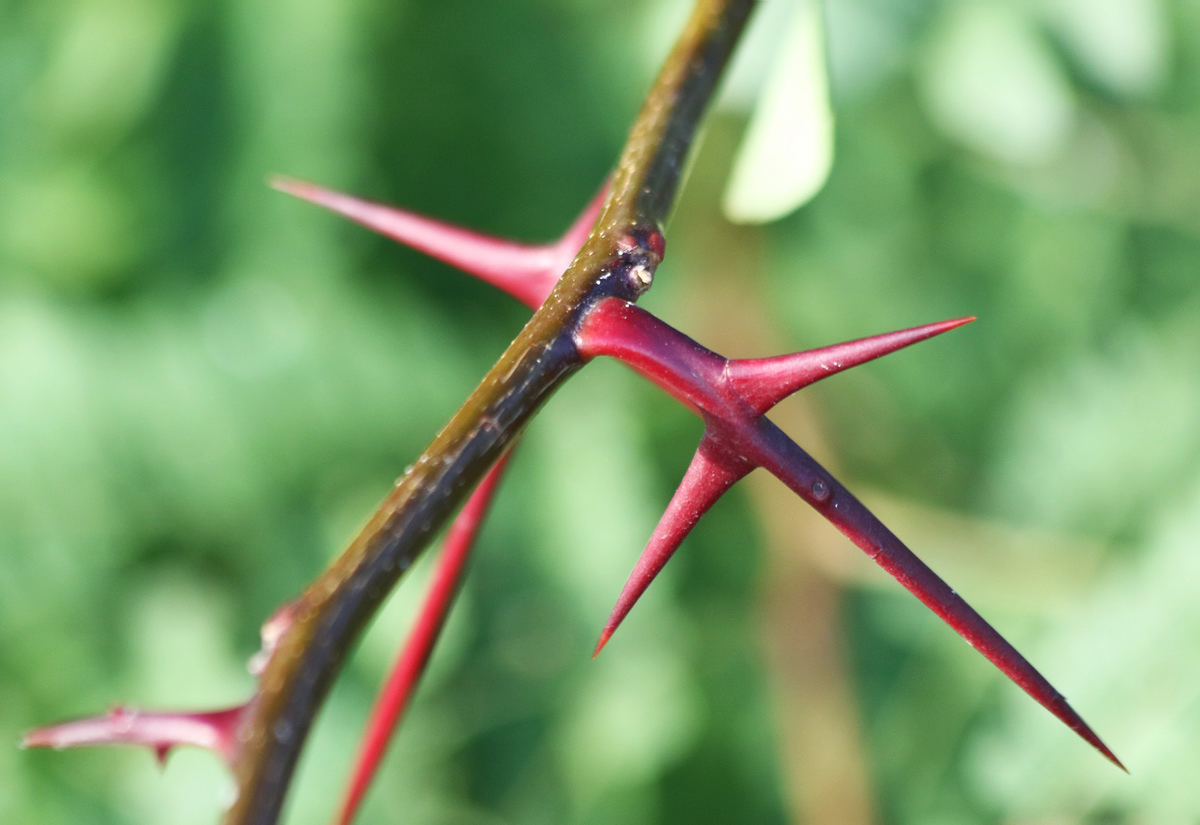 Image of Gleditsia triacanthos specimen.