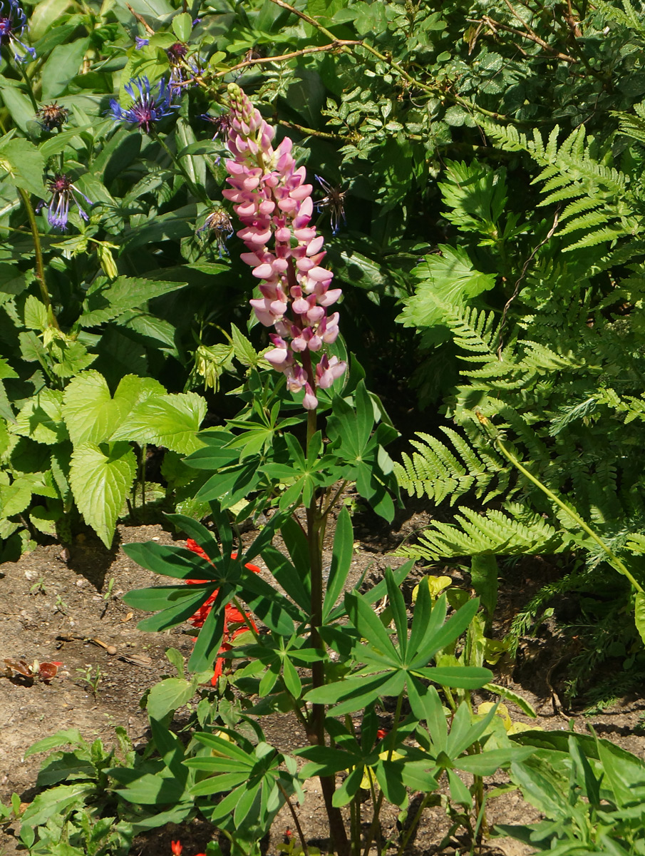Изображение особи Lupinus &times; regalis.