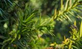 род Taxus