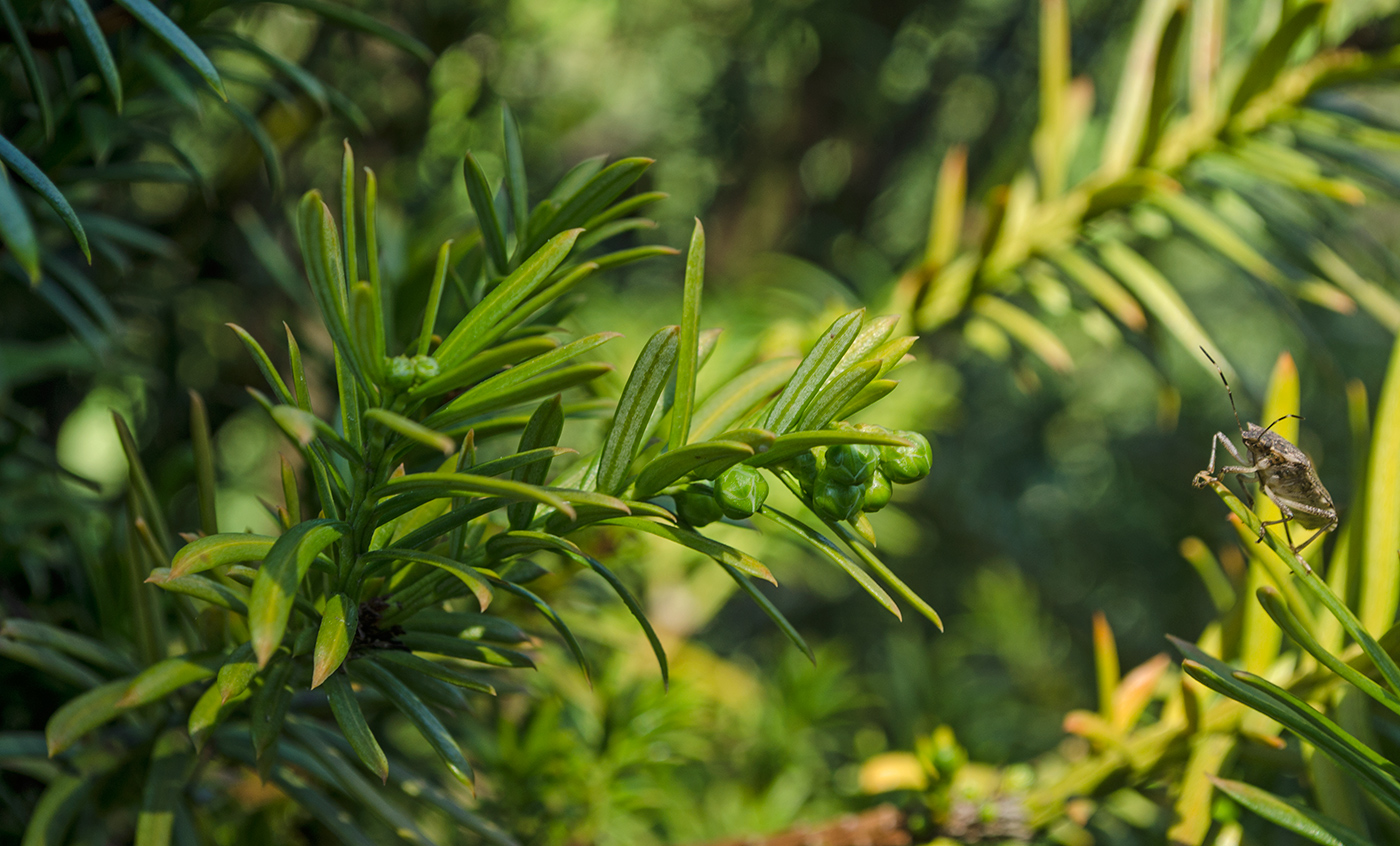 Image of genus Taxus specimen.