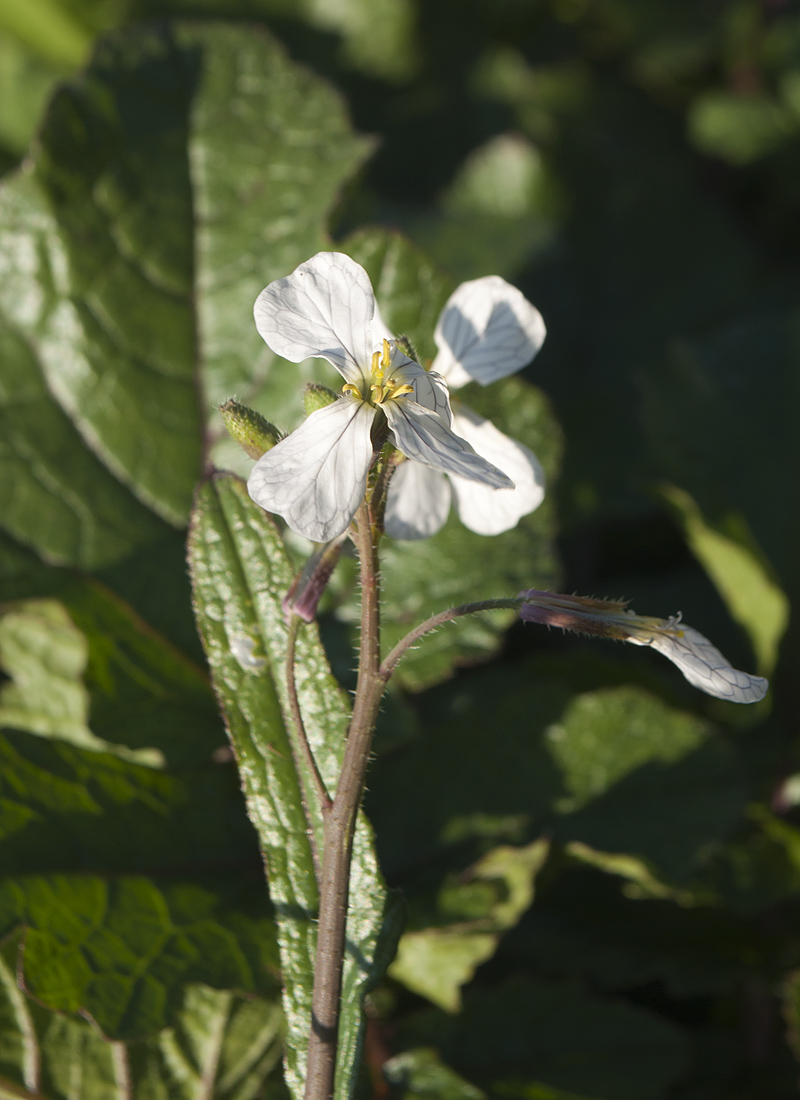 Изображение особи Raphanus raphanistrum.