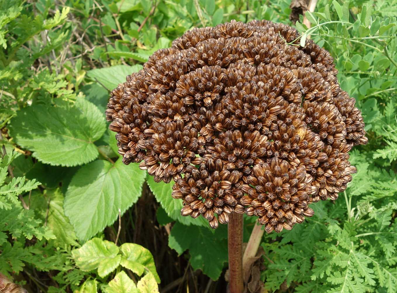 Image of Ligusticum scoticum specimen.