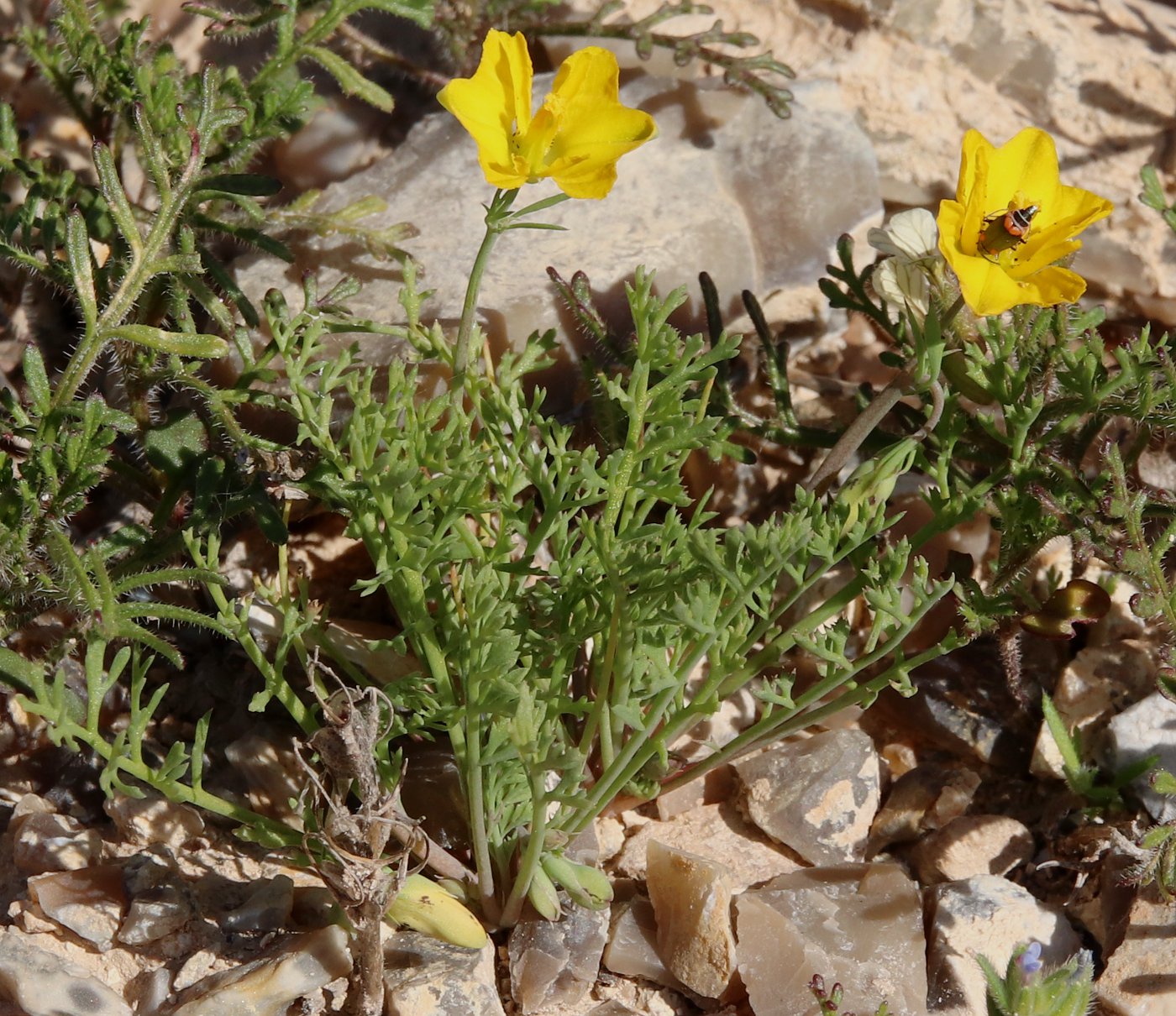 Image of Hypecoum dimidiatum specimen.