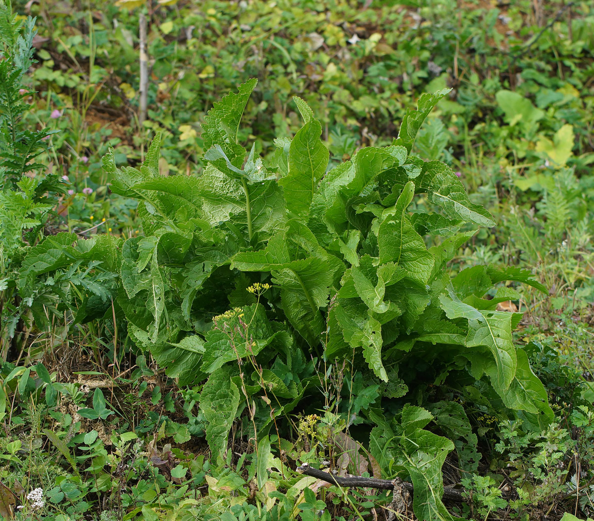 Image of Armoracia rusticana specimen.