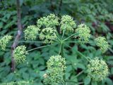 Heracleum sibiricum. Соцветие с питающимися насекомыми. Украина, Черкасская обл., Каневский р-н, Региональный ландшафтный парк \"Трахтемиров\", лесная дорога. 3 июля 2010 г.