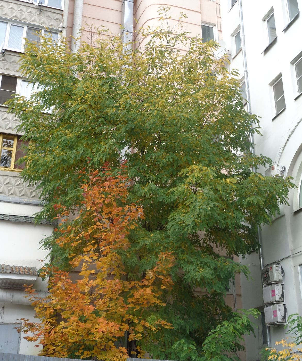 Image of Robinia pseudoacacia specimen.