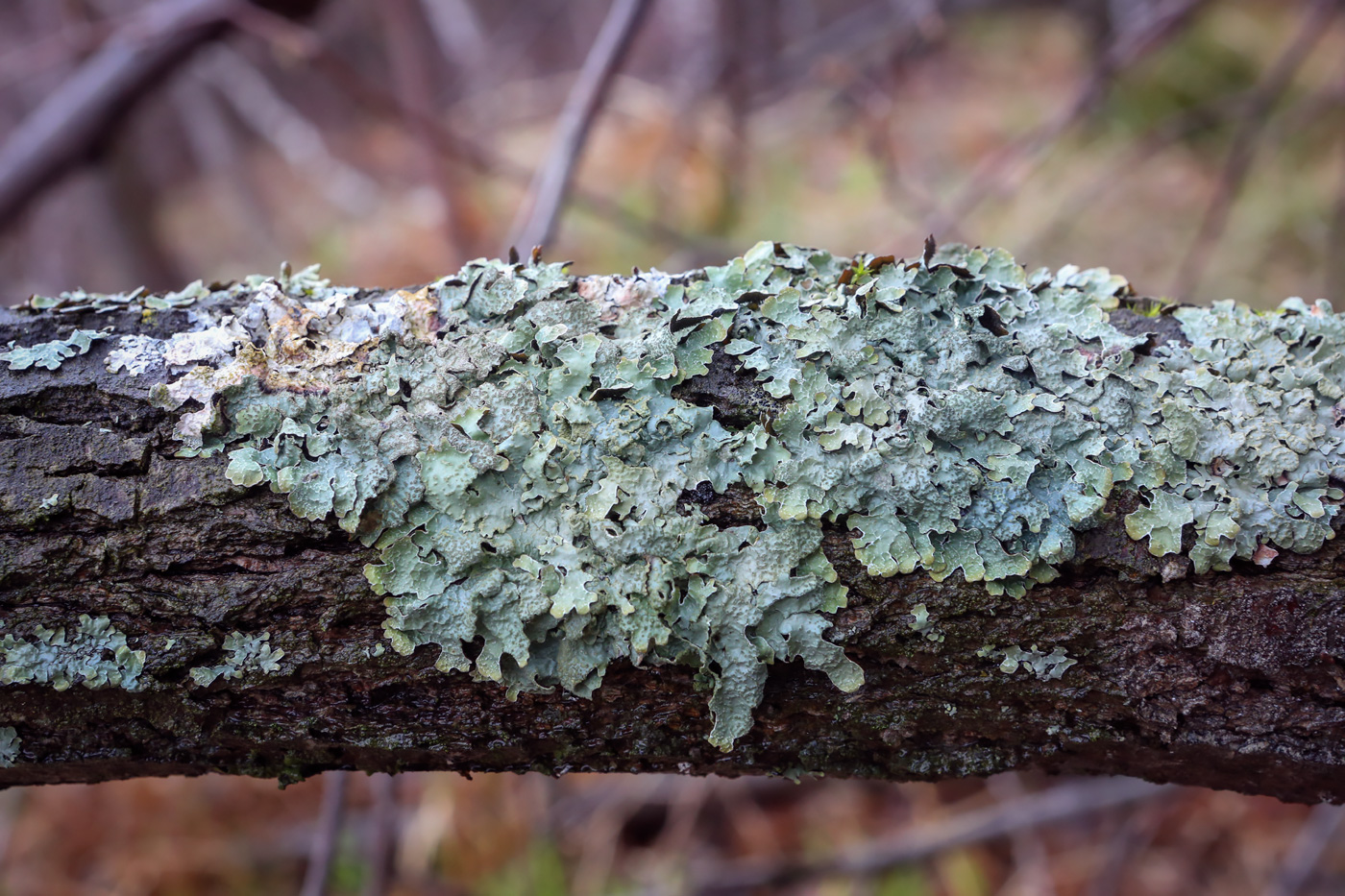 Изображение особи Parmelia sulcata.