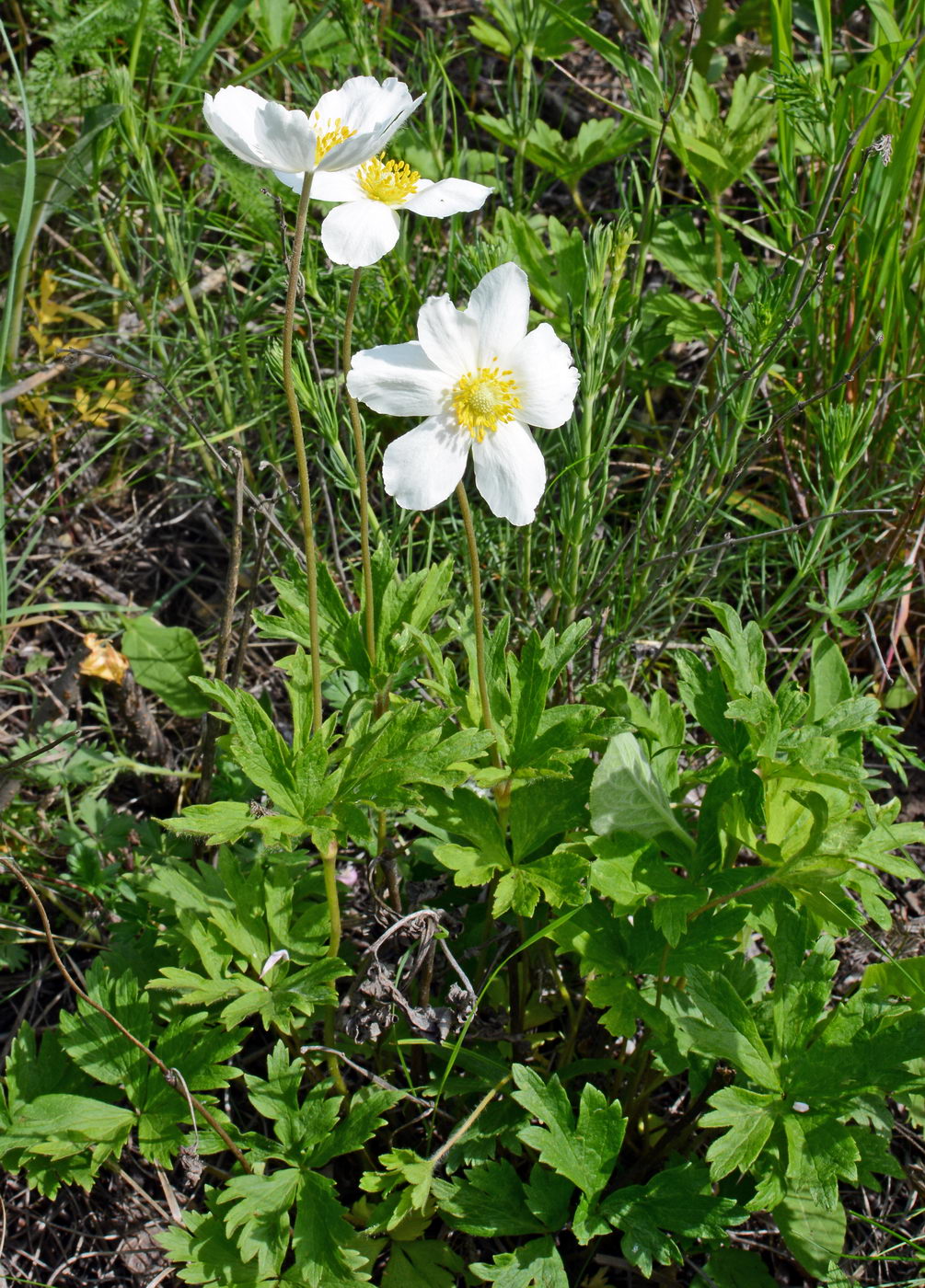 Изображение особи Anemone sylvestris.